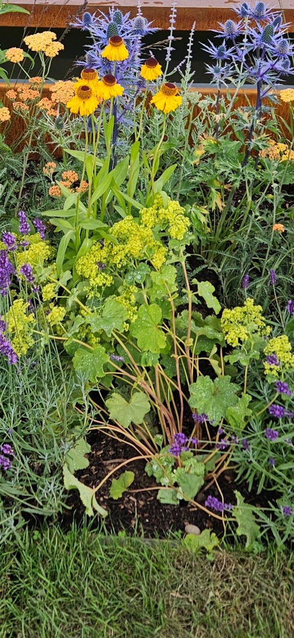 Alchemilla mollis Alchemilla mollis