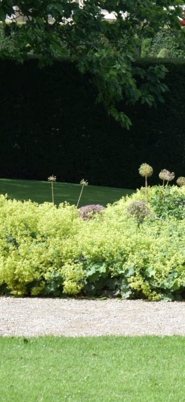 Alchemilla mollis2 Alchemilla mollis