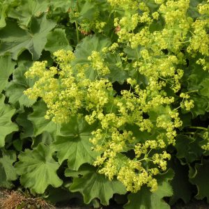 Alchemilla mollis