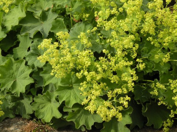 Alchemilla_mollis Alchemilla mollis