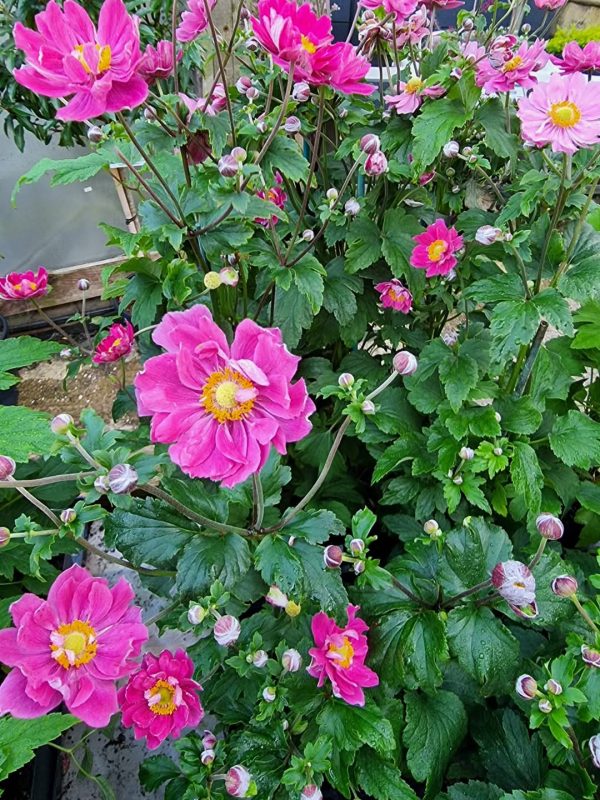 Anemone hupehensis 'Aurora' (Fantasy Series) Anemone hupehensis 'Aurora'