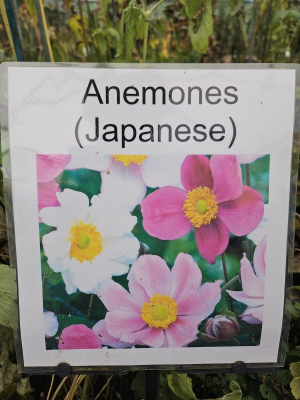 Anemone hupehensis 'Aurora' (Fantasy Series)2 Anemone x hybrida 'Konigin Charlotte'