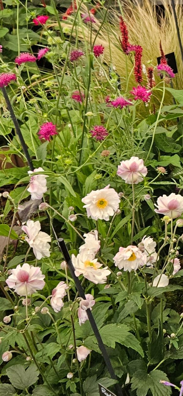 Anemone hupehensis 'Rapunzel' Anemone hupehensis 'Rapunzel'