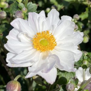 Anemone hupehensis 'Rapunzel'