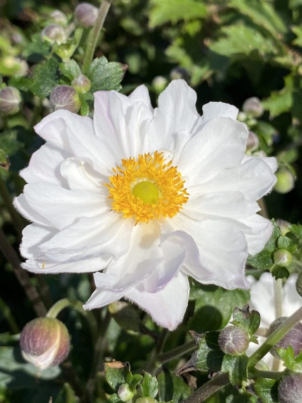 Anemone hupehensis 'Rapunzel' (Fantasy Series) Anemone hupehensis 'Rapunzel'