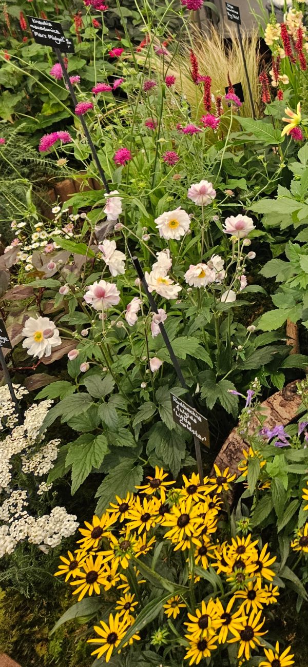 Anemone hupehensis 'Rapunzel'2 Anemone hupehensis 'Rapunzel'