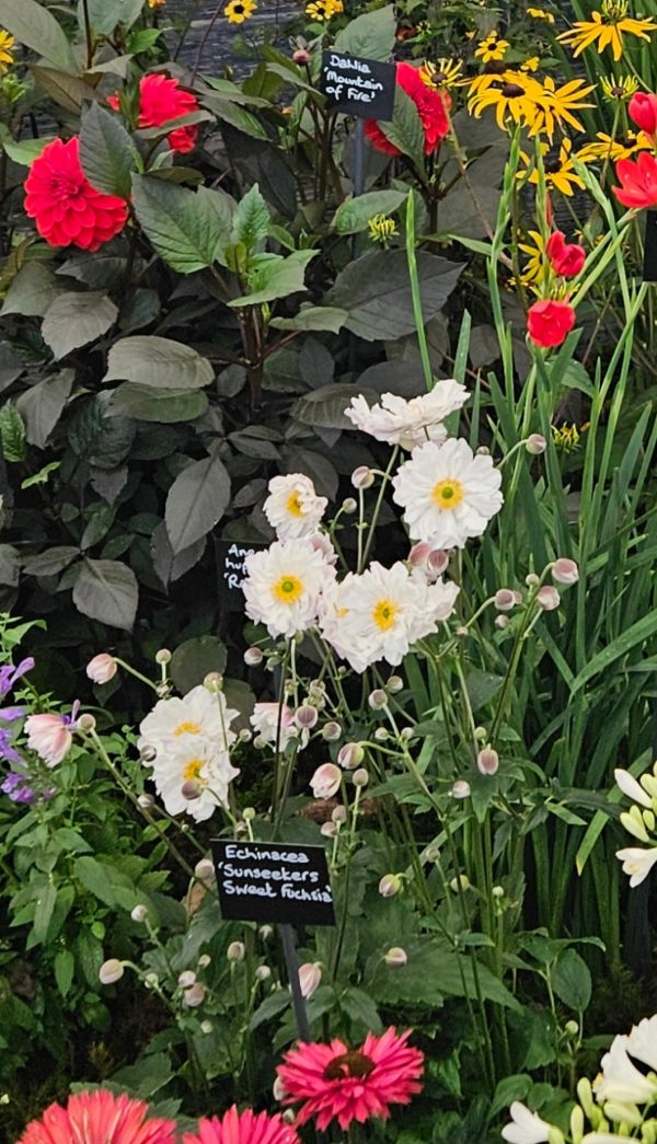 Anemone hupehensis 'Rapunzel'3 Anemone hupehensis 'Rapunzel'