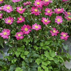 Anemone hupehensis 'Aurora'