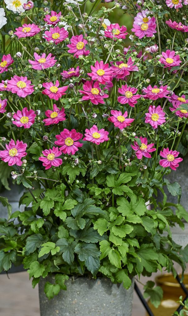 Anemone_Fantasy_Aurora Anemone hupehensis 'Aurora'