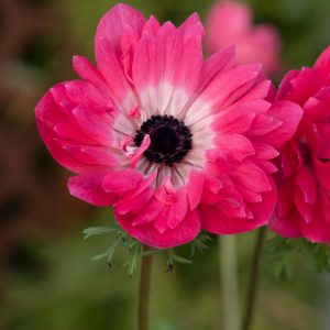 Anemone coronaria 'Harmony Double Pink'
