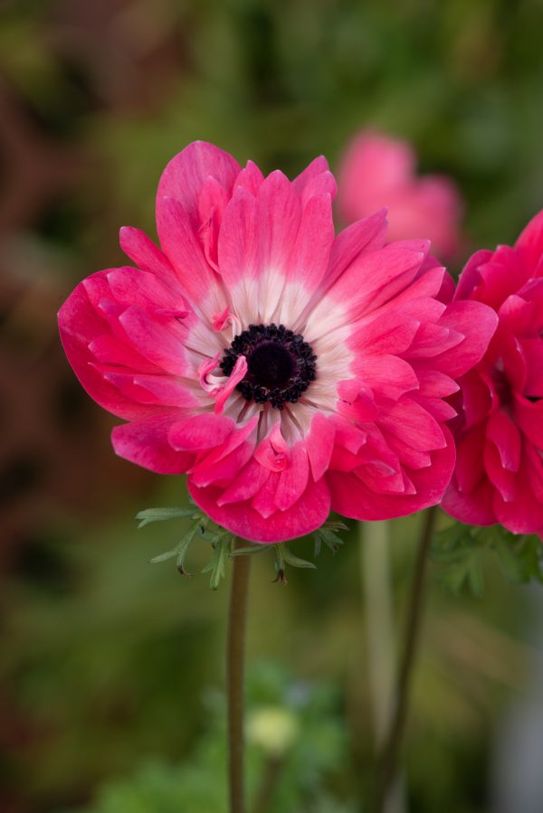 Anemone coronaria 'Harmony Double Pink'
