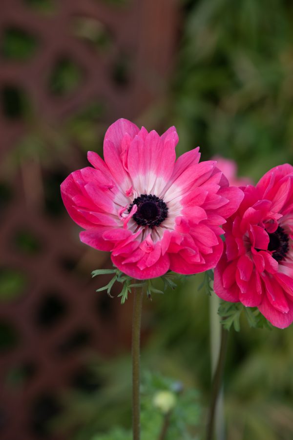Anemone coronaria 'Harmony Double Pink'
