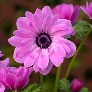 Anemone coronaria 'Harmony Double Rose'