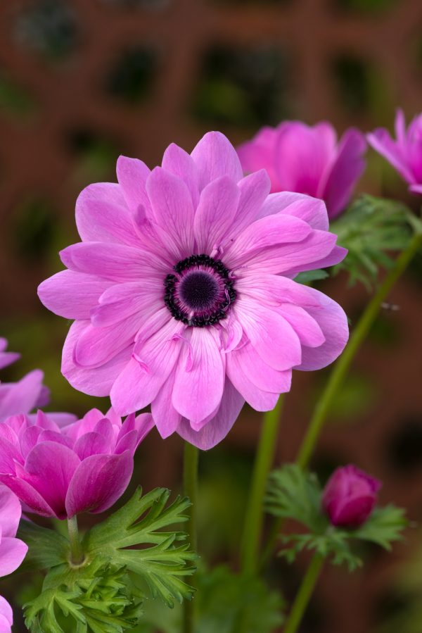 Anemone coronaria 'Harmony Double Rose'