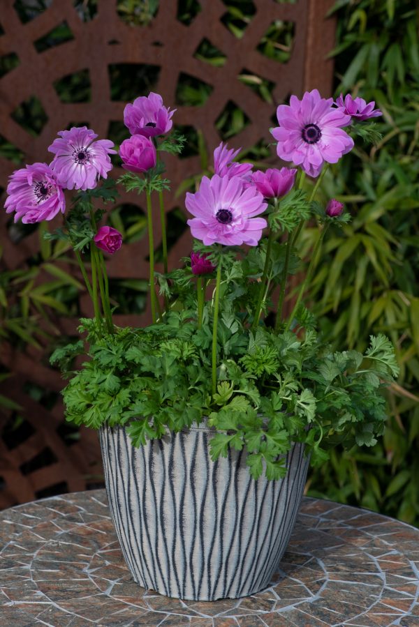 Anemone coronaria 'Harmony Double Rose'