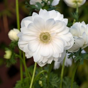 Anemone coronaria 'Harmony Double White'