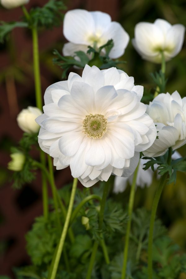 Anemone coronaria 'Harmony Double White'
