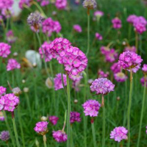 Armeria maritima 'Splendens'