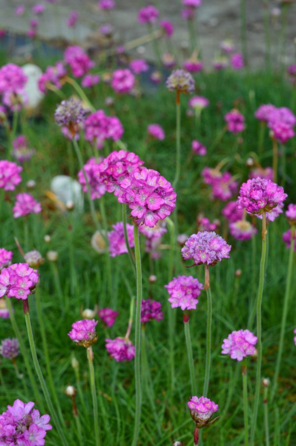 Armeria_Splendens_(DSC_0452) Armeria maritima 'Splendens'