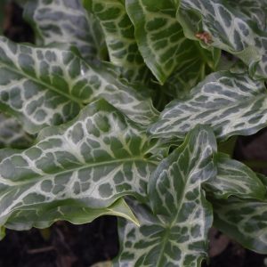 Arum italicum