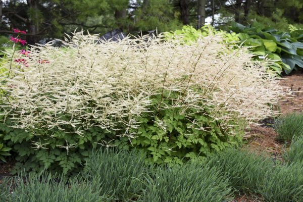 Aruncus 'Chantilly Lace'