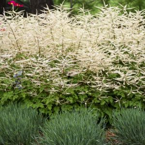 Aruncus 'Chantilly Lace'