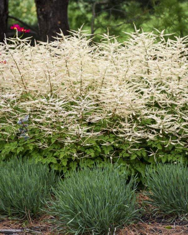 Aruncus 'Chantilly Lace'