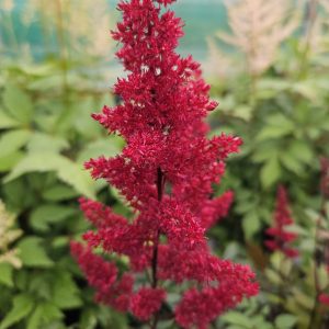 Astilbe x arendsii 'Fanal'