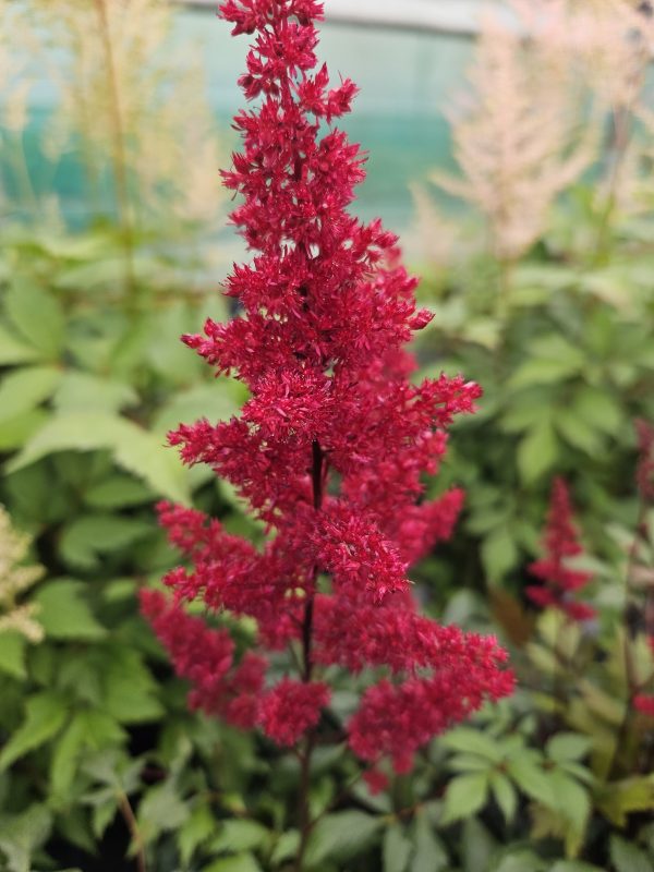 Astilbe x arendsii 'Fanal' Astilbe x arendsii 'Fanal'