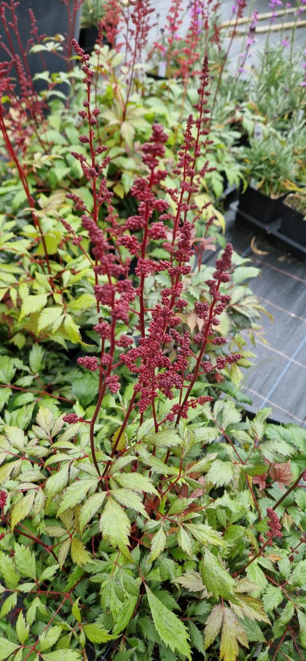 Astilbe x arendsii 'Fanal'2 Astilbe x arendsii 'Fanal'