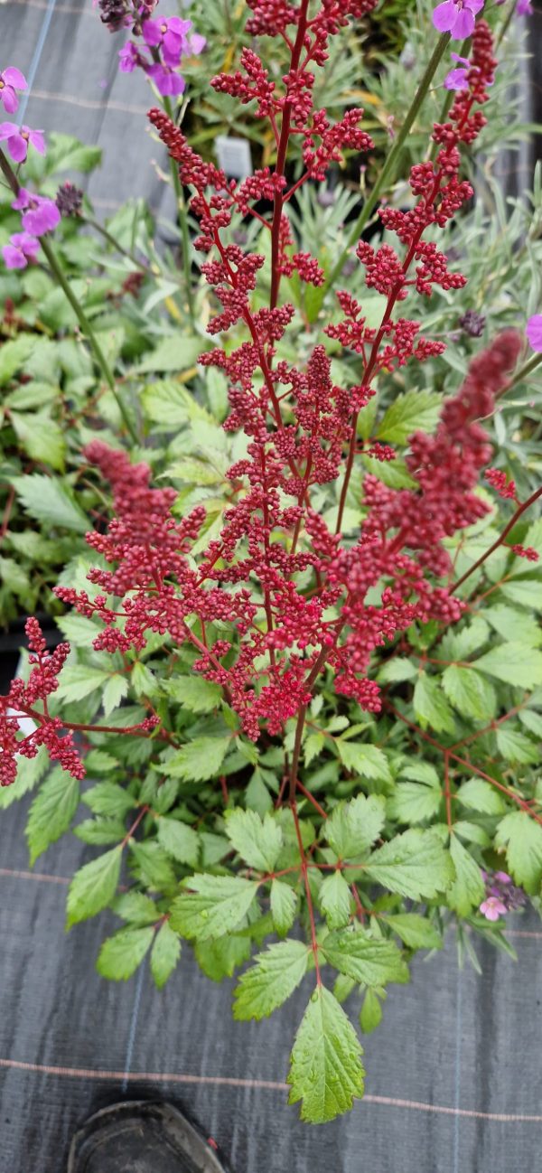 Astilbe x arendsii 'Fanal'3 Astilbe x arendsii 'Fanal'