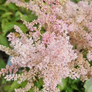 Astilbe x rosea 'Peach Blossom'
