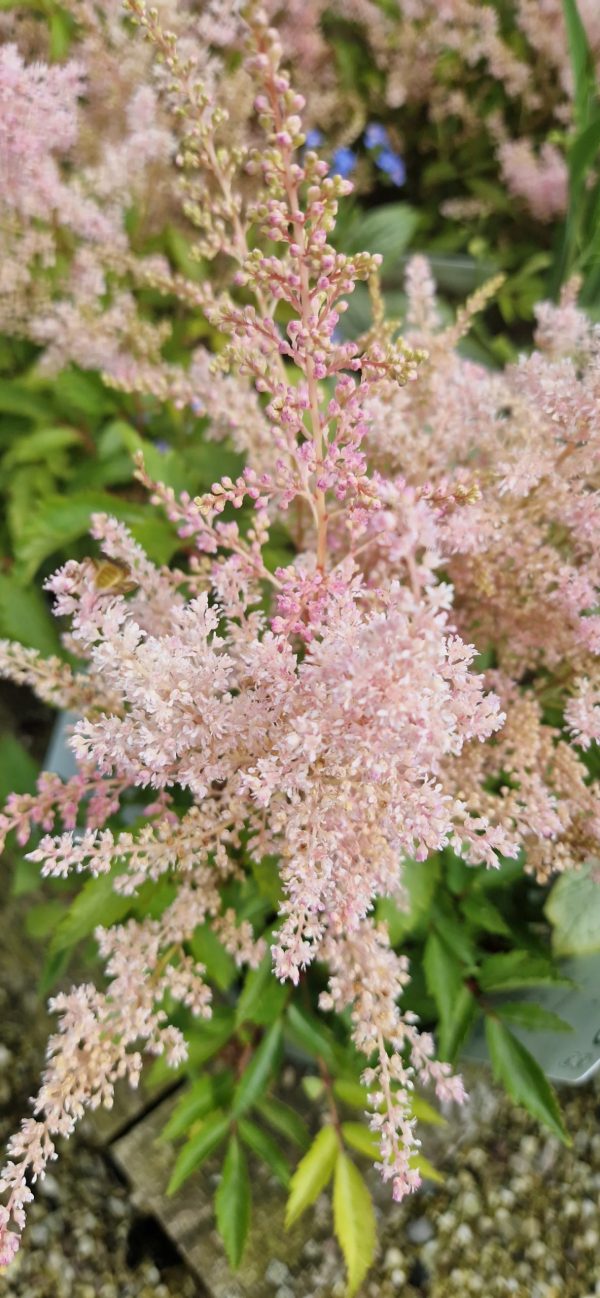 Astilbe x rosea 'Peach Blossom' Astilbe x rosea 'Peach Blossom'