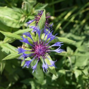Centaurea montana
