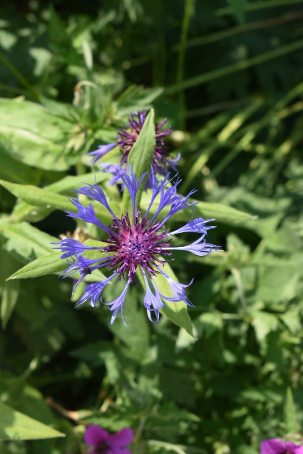 Centaurea montana Centaurea montana