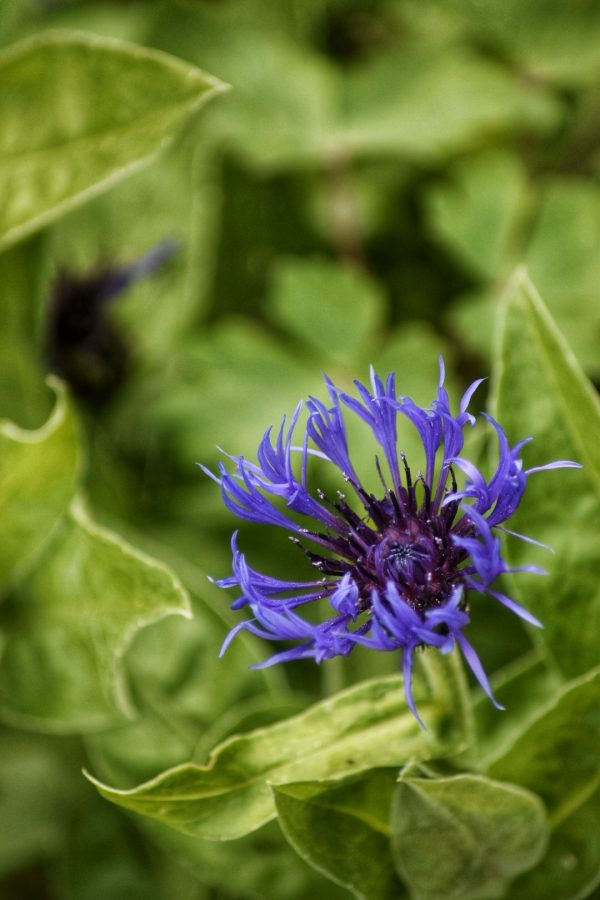Centaurea montana Centaurea montana