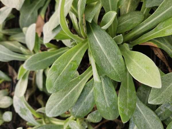 Centaurea montana3 Centaurea montana