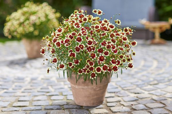Coreopsis verticillata 'Chorasan Burgundy and White'