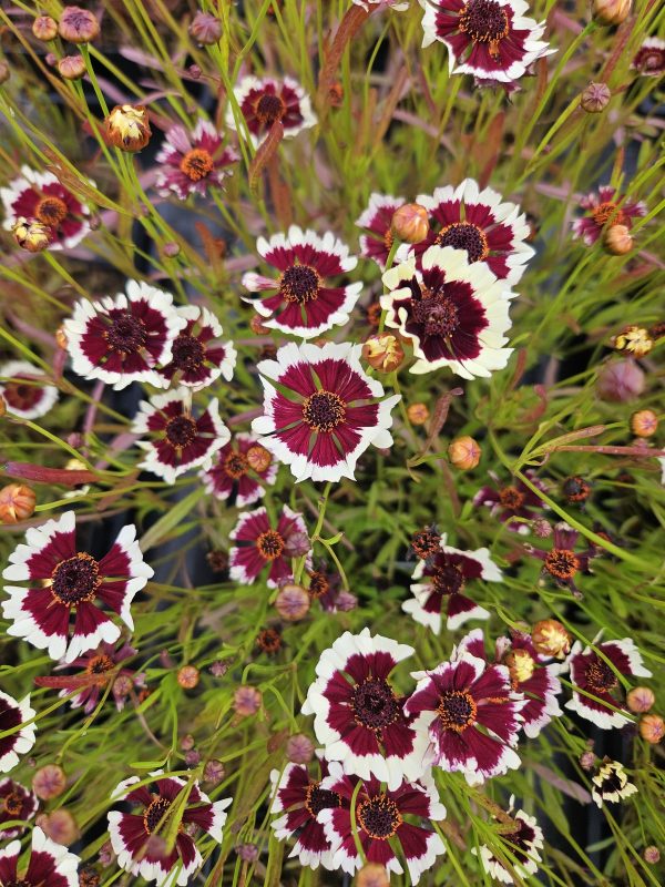 Coreopsis verticillata 'Chorasan Burgundy and White'