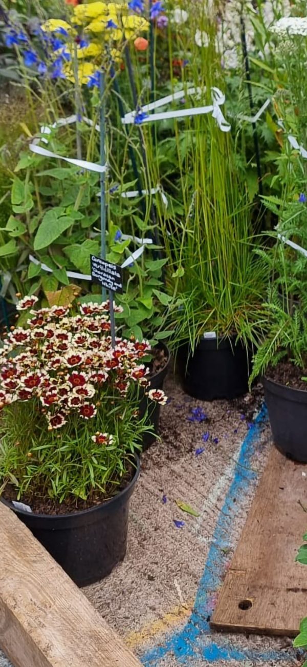Coreopsis verticillata 'Chorasan Burgundy and White'