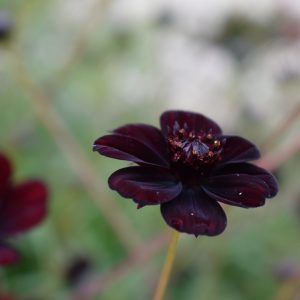 Cosmos atrosanguineus 'Black Magic'