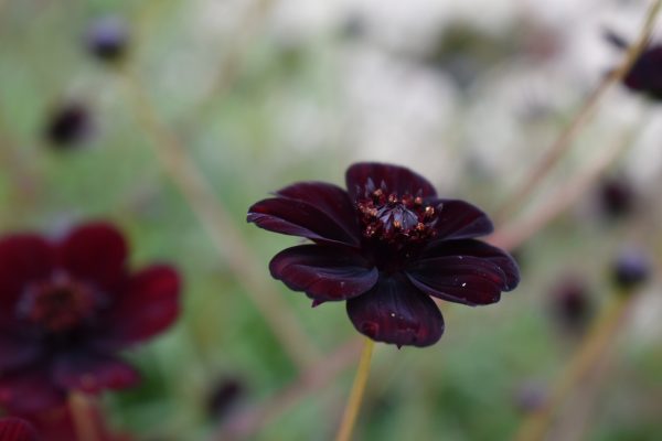 Cosmos Black Magic Cosmos atrosanguineus 'Black Magic'