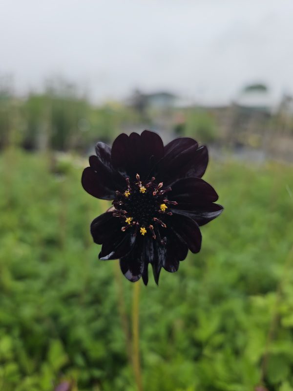 Cosmos atrosanguineus 'Black Magic' Cosmos atrosanguineus 'Black Magic'