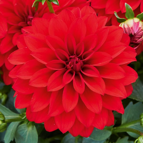 Dahlia 'Lubega Power Red' PBR Dahlia 'Lubega Power Red' PBR