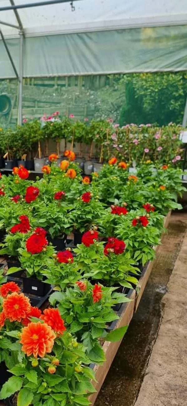 Dahlia 'Lubega Power Red' PBR Dahlia 'Lubega Power Red' PBR