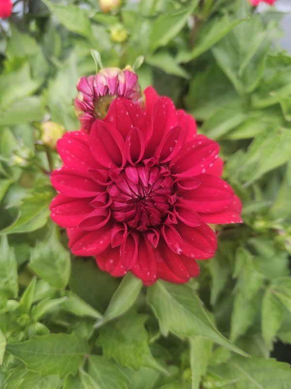Dahlia 'Lubega Power Red' PBR Dahlia 'Lubega Power Red' PBR