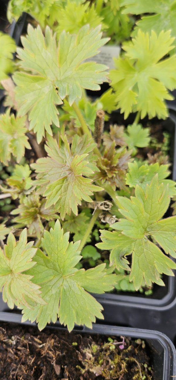 Delphinium 'Highlander Sweet Sensation' Delphinium 'Highlander Sweet Sensation'