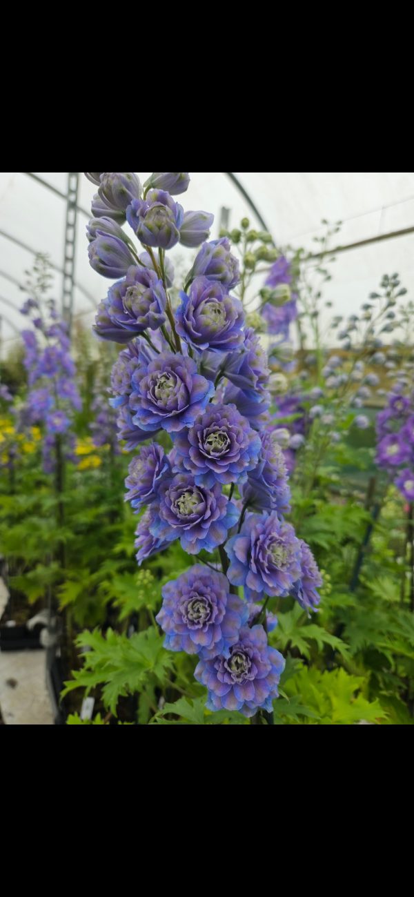 Delphinium 'Highlander Sweet Sensation' Delphinium 'Highlander Sweet Sensation'