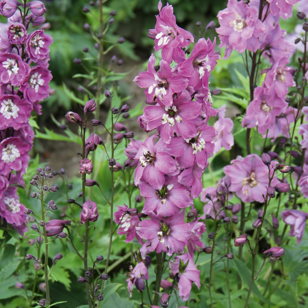 Delphinium 'Magic Fountains Lilac Pink White Bee' | Proctors Nursery