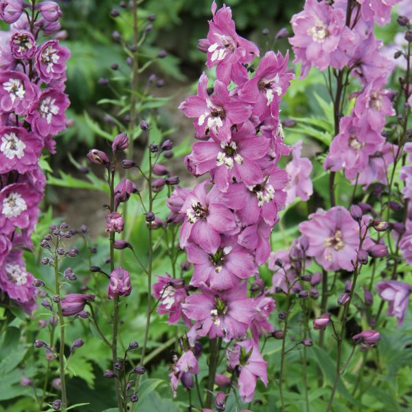 Delphinium 'Magic Fountains Lilac Pink White Bee' Delphinium 'Magic Fountains Lilac Pink White Bee'